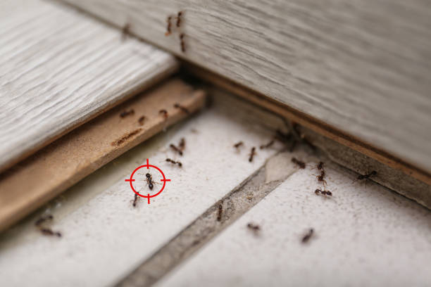 Best Insect Control  in Manchester, MI