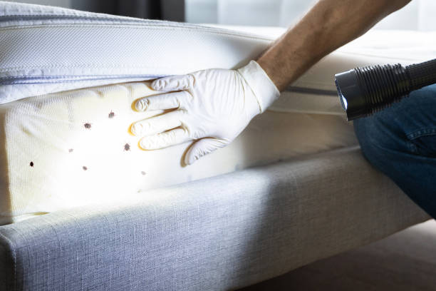 Best Termite Control Services  in Manchester, MI