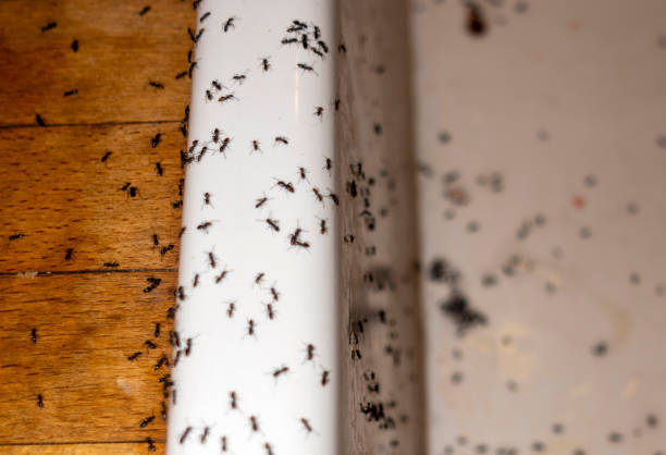 Best Ant Control Services  in Manchester, MI