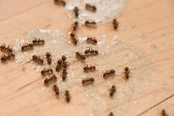 Best Termite Control Services  in Manchester, MI