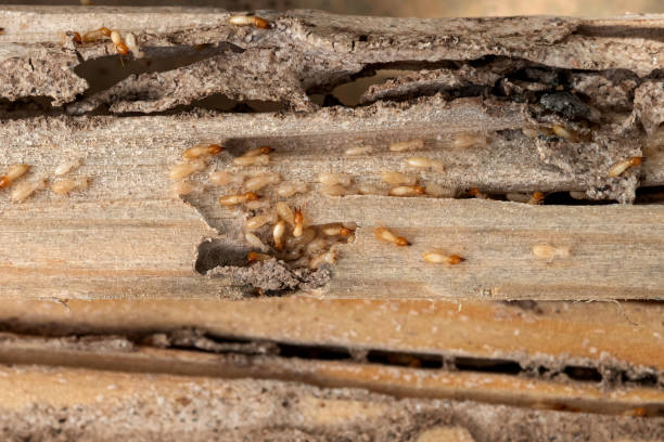 Best Wasp Removal Services  in Manchester, MI