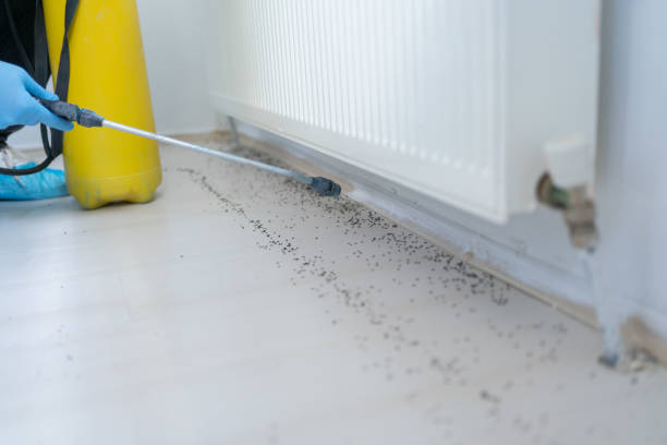 Wasp Removal Services in Manchester, MI